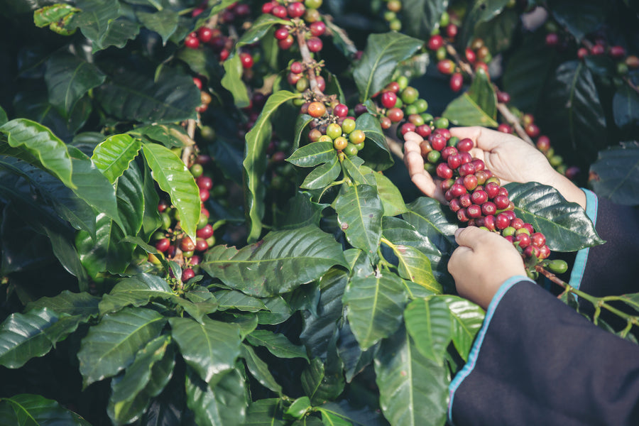 Coffee Processing Methods: Dry, Washed, Honey & What Sets Them Apart