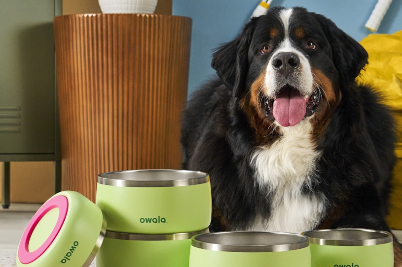 The Importance of Cleaning Your Pet's Bowl: A Guide for Pet Parents